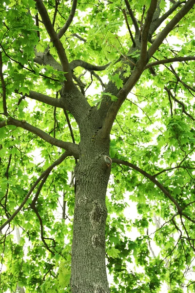 Jarní listí na stromě — Stock fotografie