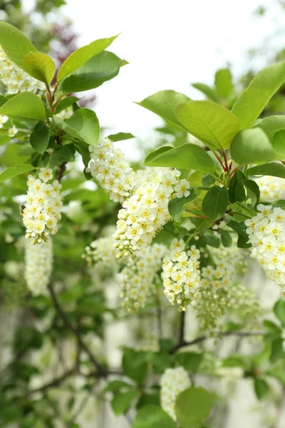 春の花 — ストック写真