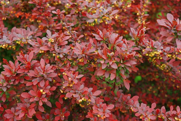 Hojas de primavera sobre arbustos —  Fotos de Stock