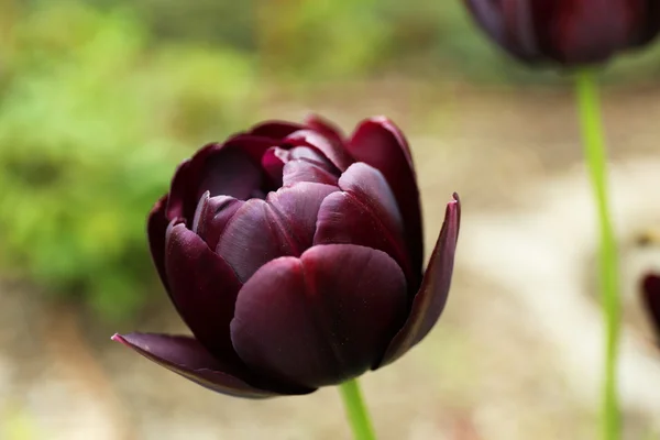 Красивый тюльпан — стоковое фото