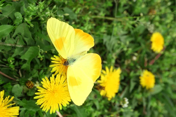 Mariposa sentada sobre diente de león —  Fotos de Stock