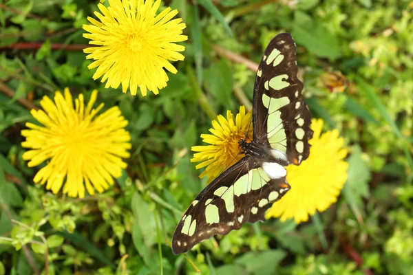 Karahindiba üzerinde oturan kelebek — Stok fotoğraf