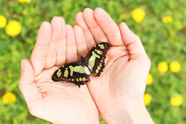 Beautiful butterfly on hands — Stock Photo, Image