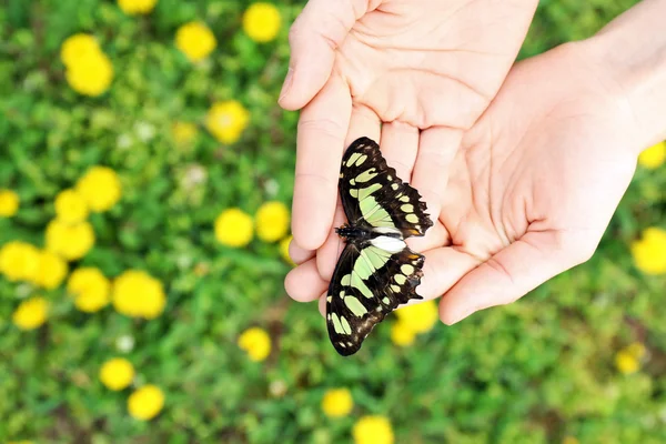 Beautiful butterfly on hands — Stock Photo, Image