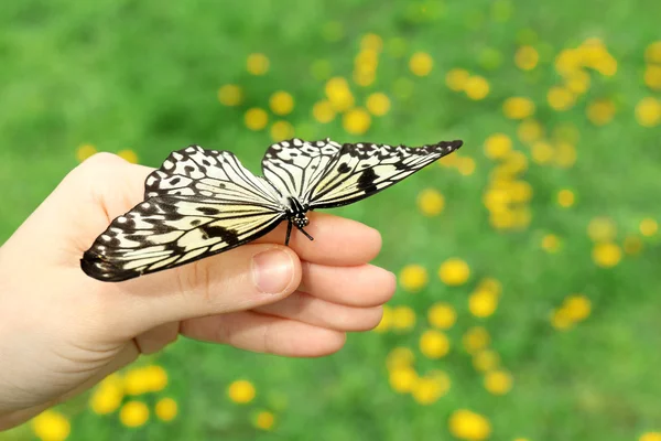 Prachtige vlinder op hand — Stockfoto