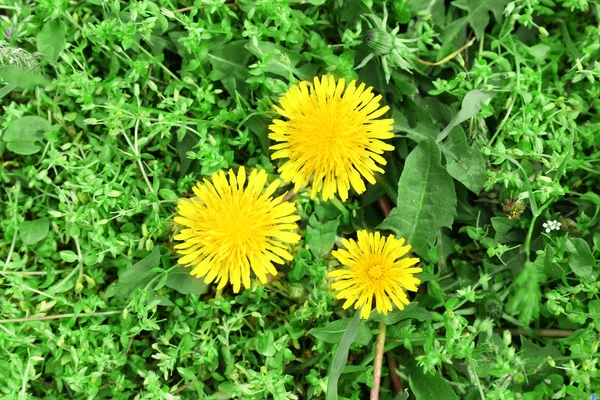 Karahindiba çiçekler — Stok fotoğraf