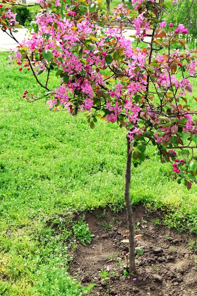 Flor da Primavera — Fotografia de Stock