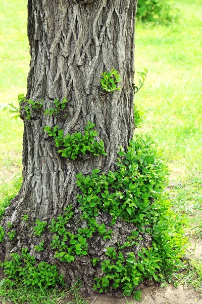 Belle foglie di primavera — Foto Stock