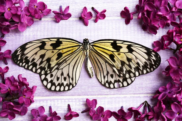 Beautiful lilac flowers and butterfly on wooden background — Stock Photo, Image