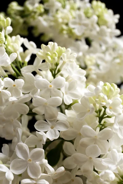 Beautiful lilac flowers on black background — Stock Photo, Image