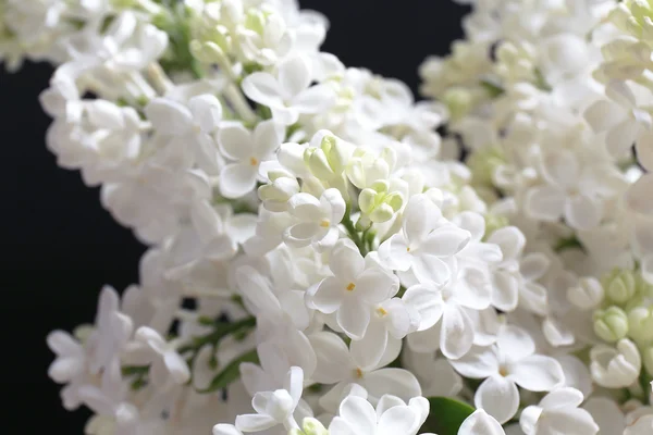 Belles fleurs lilas sur fond noir — Photo