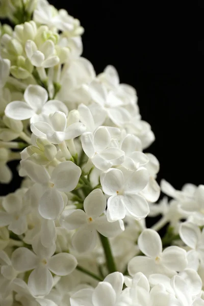 Lindas flores lilás no fundo preto — Fotografia de Stock