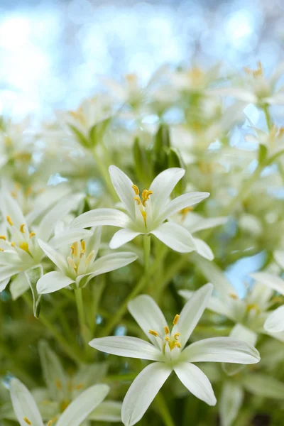 Lindas flores silvestres de primavera, no fundo da natureza — Fotografia de Stock