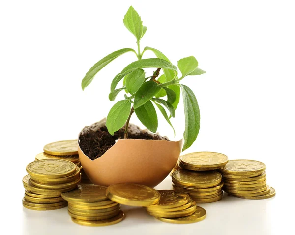 Coins and plant in eggshell isolated on white — Stock Photo, Image