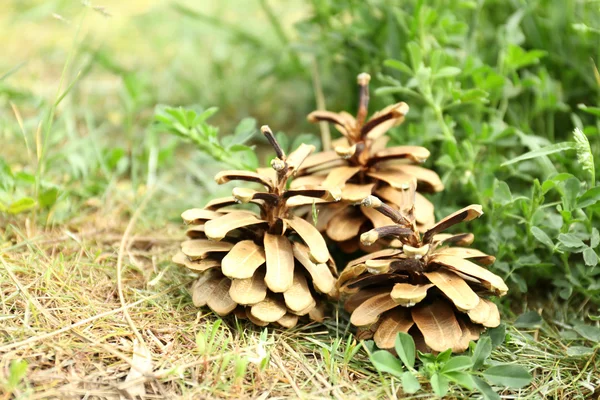 Conos de pino en hierba — Foto de Stock