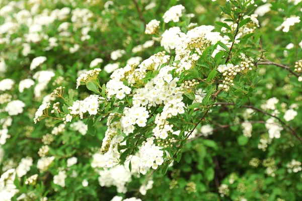 Beaux buissons fleuris dans le parc — Photo