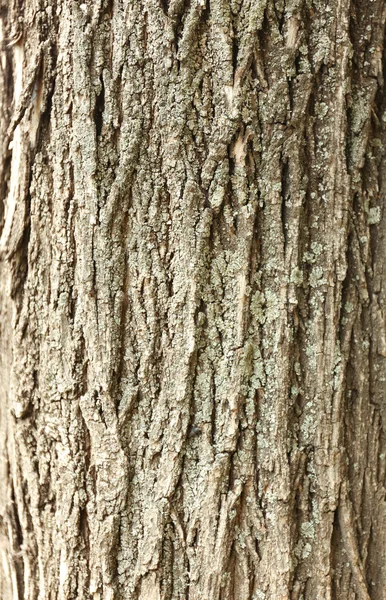 Textura de corteza de árbol — Foto de Stock