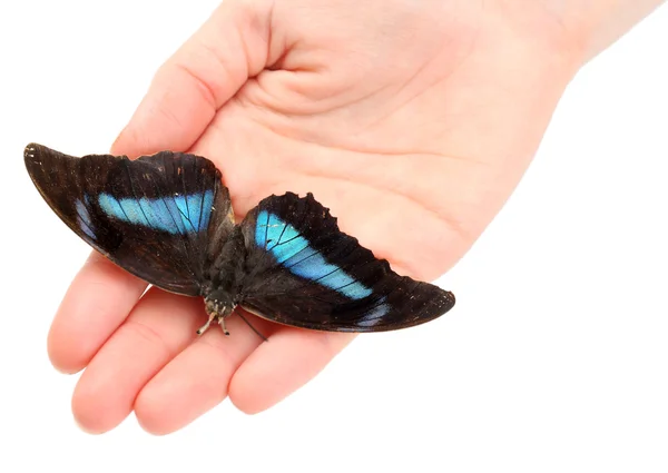 Hermosa mariposa en las manos, aislada en blanco — Foto de Stock