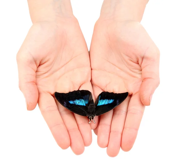 Hermosa mariposa en las manos, aislada en blanco — Foto de Stock