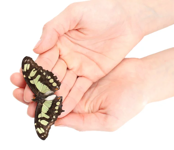 Hermosa mariposa en las manos, aislada en blanco — Foto de Stock