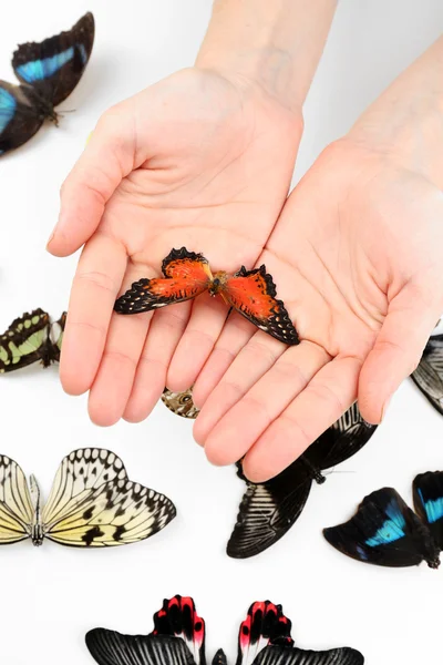 Schöner Schmetterling auf Händen, isoliert auf weiß — Stockfoto