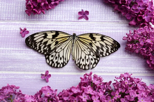 Gyönyörű pillangó és lila virágok, fából készült háttér — Stock Fotó
