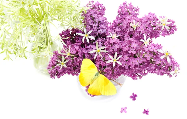 Borboleta bonita sentado em flores da primavera, isolado em branco — Fotografia de Stock