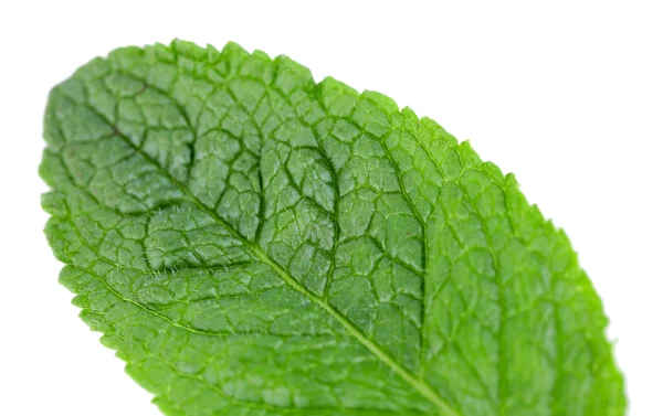 Hoja de menta aislada en blanco — Foto de Stock