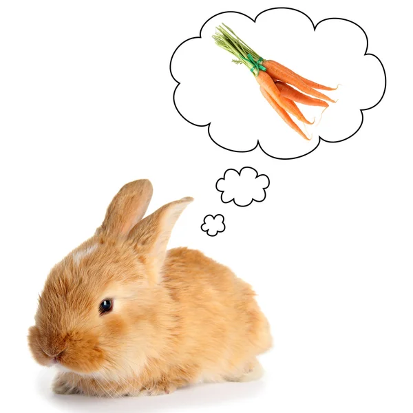 Marzy puszyste foxy królik marchew na białym tle — Zdjęcie stockowe