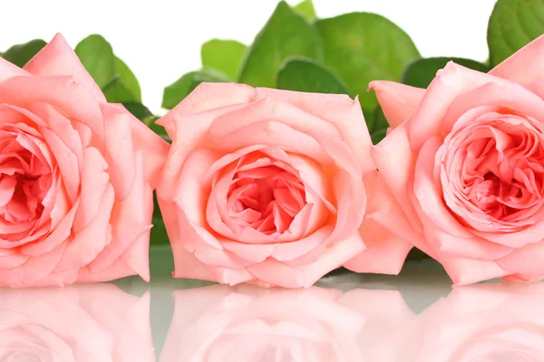 Ροζ τριαντάφυλλα που απομονώνονται σε Γουίτ — Φωτογραφία Αρχείου