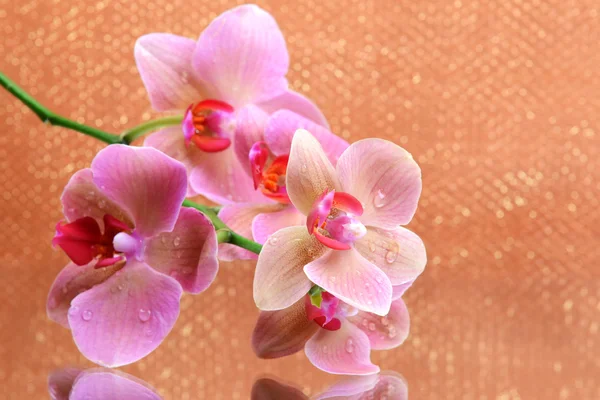 Beautiful blooming orchid  on light color background — Stock Photo, Image