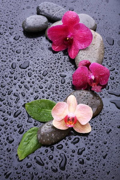 Samenstelling met prachtige bloeiende orchidee met waterdruppels en spa stenen, op grijze achtergrond — Stockfoto