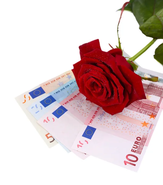Beautiful rose and money, isolated on white — Stock fotografie
