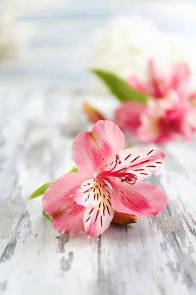 Lindas flores Alstroemeria em mesa de madeira cinza — Fotografia de Stock