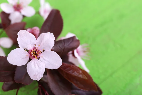 Blooming tree branch with pink flowers on wooden background — Stock Photo, Image