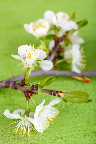 Virágzó fa ága, a fehér virágok a fából készült háttér — Stock Fotó