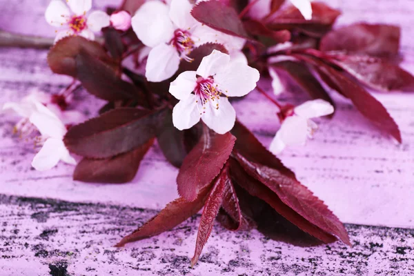 Цветущая ветвь дерева с розовыми цветами на деревянном фоне — стоковое фото