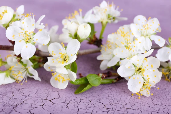 Çiçek açan ağaç dalı ahşap zemin üzerinde beyaz çiçekli — Stok fotoğraf