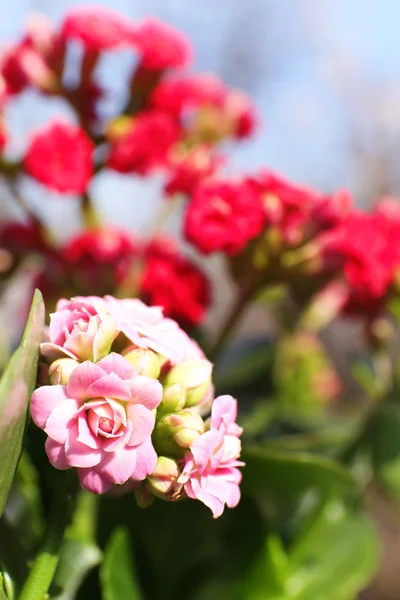 Прекрасные весенние цветы, на открытом воздухе — стоковое фото