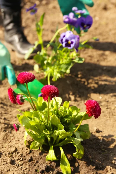 Kertészeti fogalmát: gyönyörű virágok kert, napfény — Stock Fotó