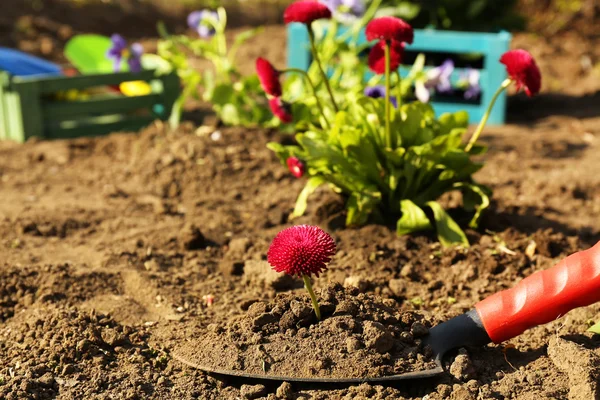 Trädgårdsarbete koncept: vacker blomma i trädgården med solljus — Stockfoto
