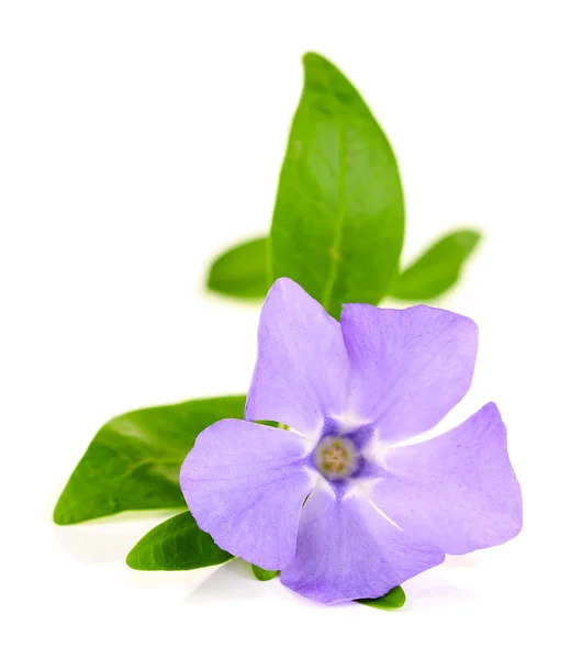 Beautiful periwinkle flower, isolated on white — Stock Photo, Image