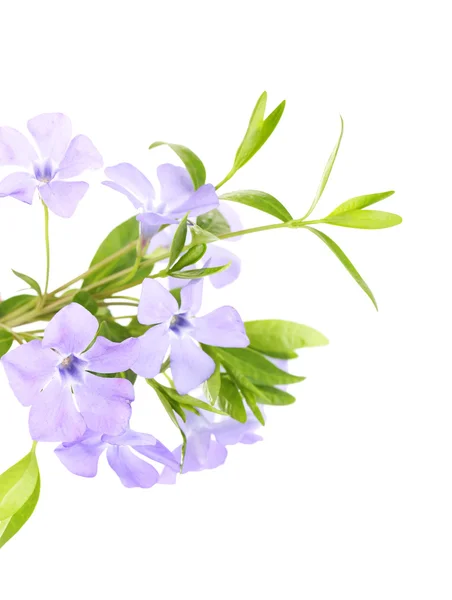 Beautiful periwinkle flowers, isolated on white — Stock Photo, Image