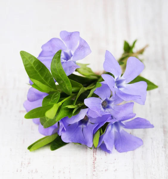 Hermosas flores de periwinkle en la mesa de madera — Foto de Stock