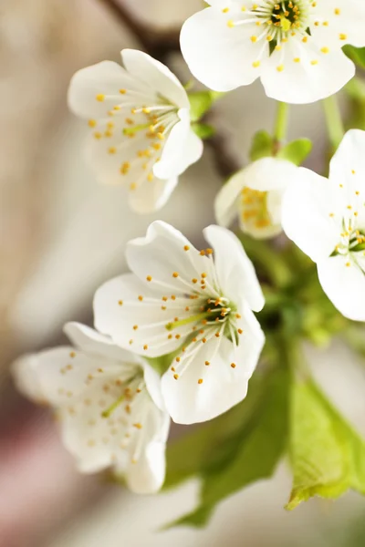 Bello fiore di frutta, all'aperto — Foto Stock