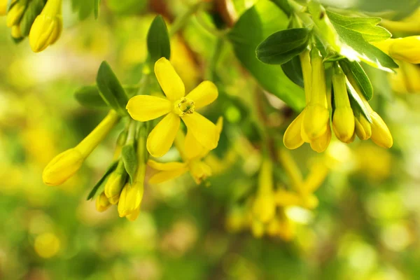 Prachtige lente takje met gele bloemen en bladeren, buitenshuis — Stockfoto