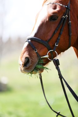 doğa arka planda safkan at