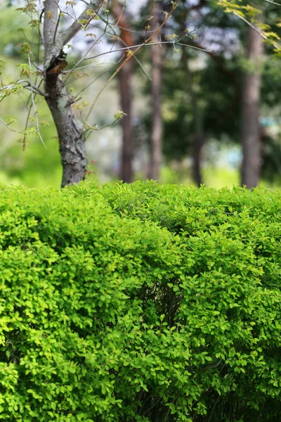 Beaux buissons verts dans le parc — Photo