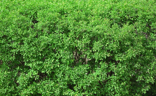 Schöner grüner Strauch aus nächster Nähe — Stockfoto