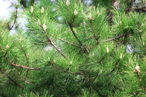 Pine tree close up — Stock Photo, Image